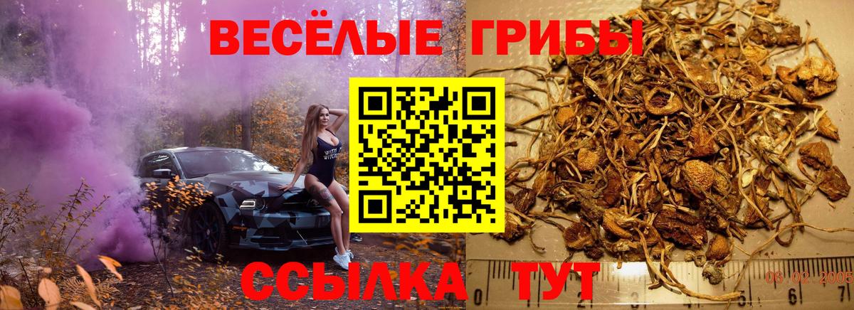 Галлюциногенные грибы Psilocybe Пенза